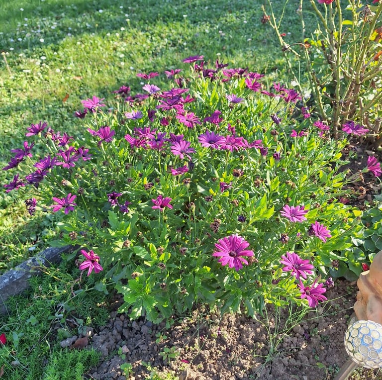 a flowering bush with purple blooms