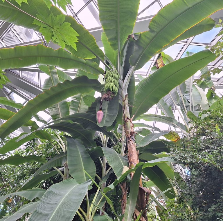 a tall Banana Plant with large green leaves
