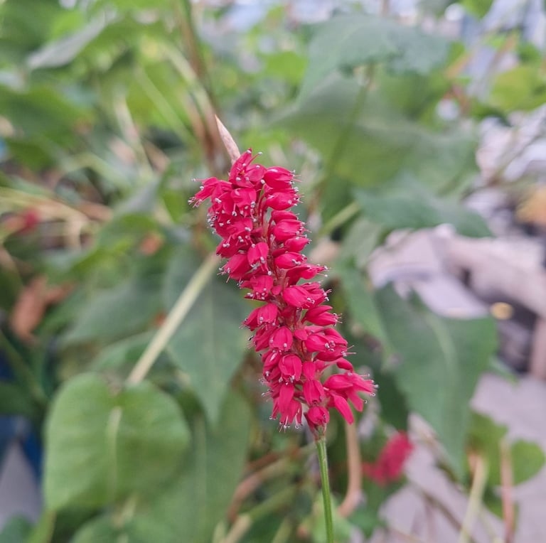 a properly planted annual blooming plant with red flowers