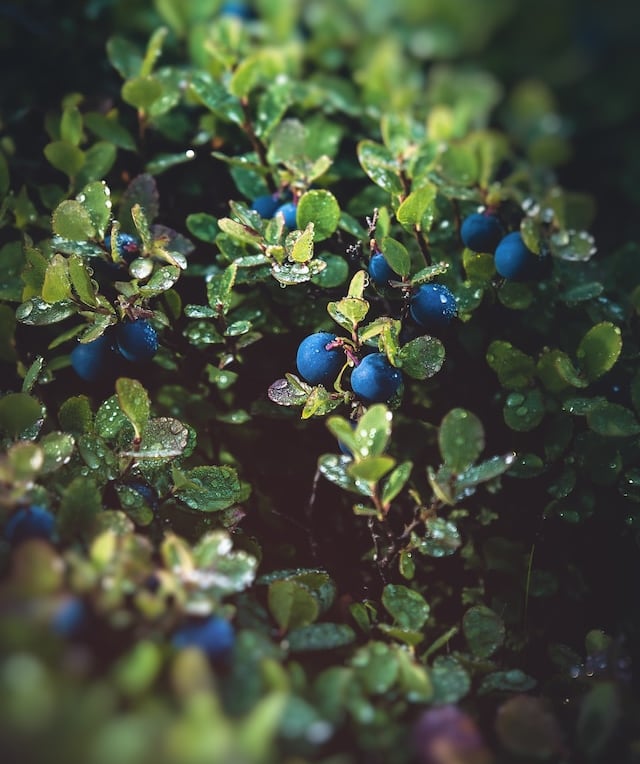 a blueberry plant with small leaves and bue berries