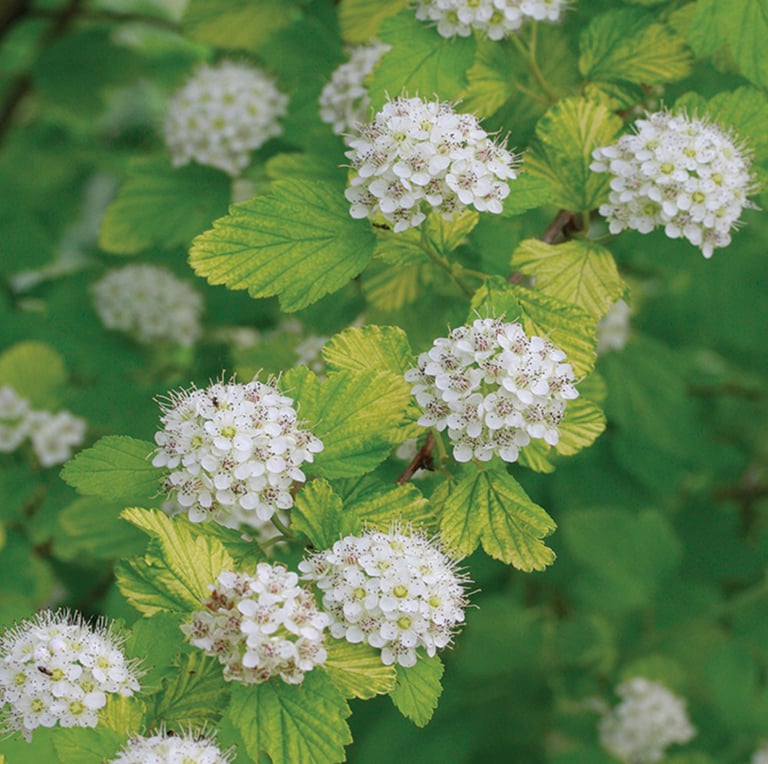 a green zone 5 bush with white blooms