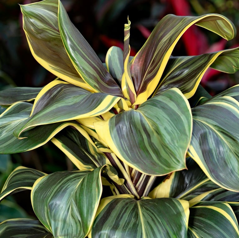 a thriller plant with big leaves in a container