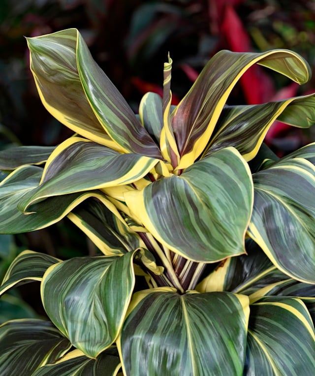 a leafy Cordyline plant in a container