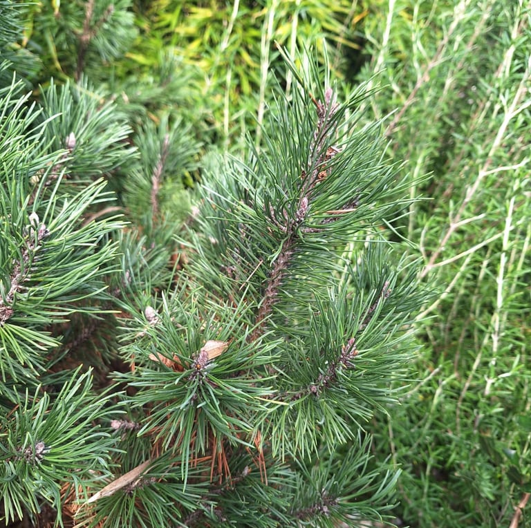 a Pinus Mugo evergren shrub with pine nedles