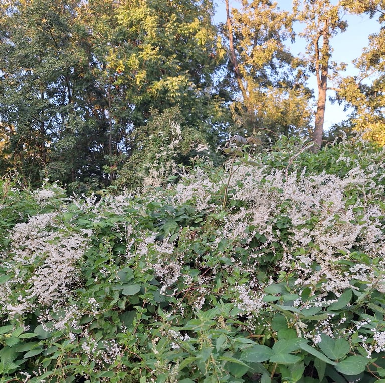 an invasive plant called a Fallopia aubertii