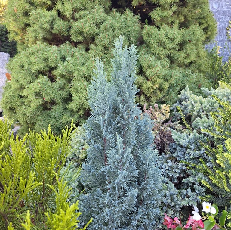 one green-blue evergreen Juniperus Horizontalis