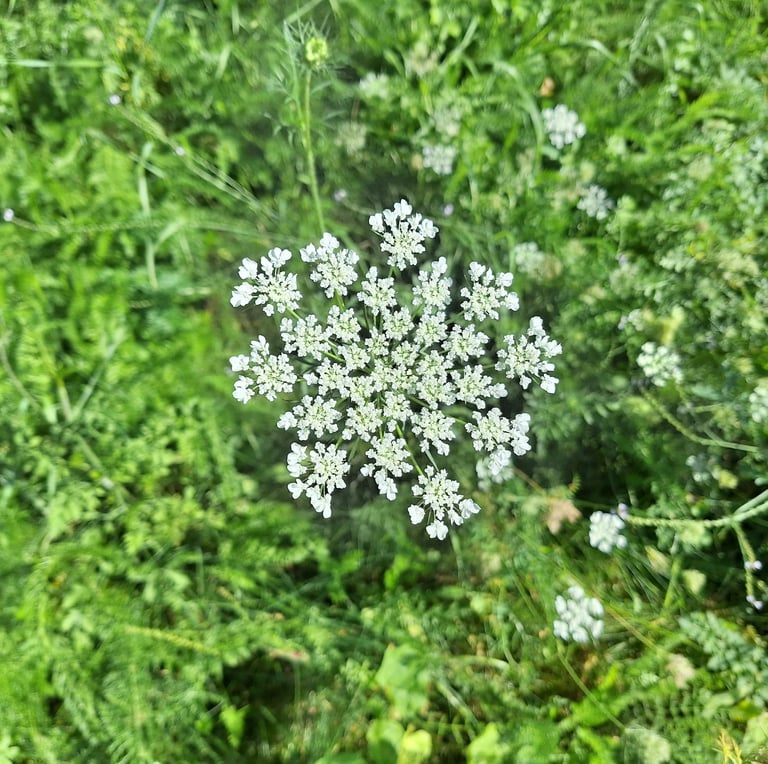 A weed with clusters of white flowers named Dacus