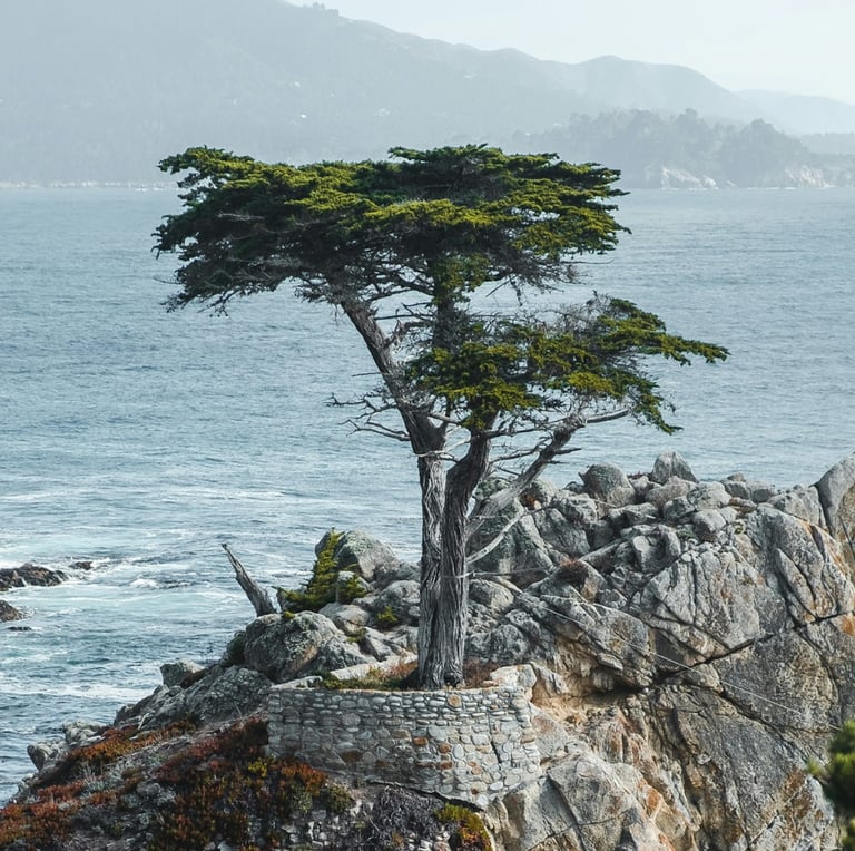 a Montery Cypress tree on a coast