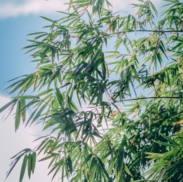a leafy Bamboo plant as an ornamental