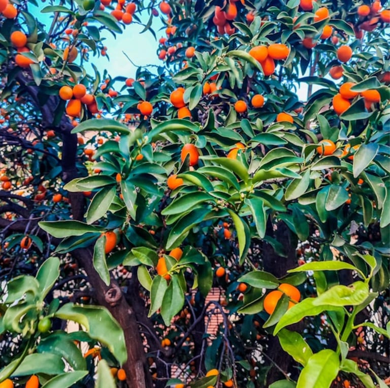 a Kumquat bush with a bunch of Kumquat fruits