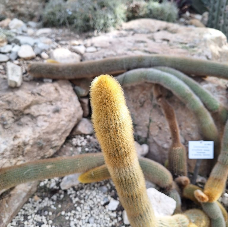 a long cactus with yellow spines called Golden Torch