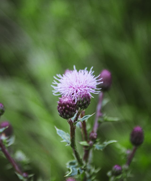 two Canada Thistle weeds one flowering in light pnk