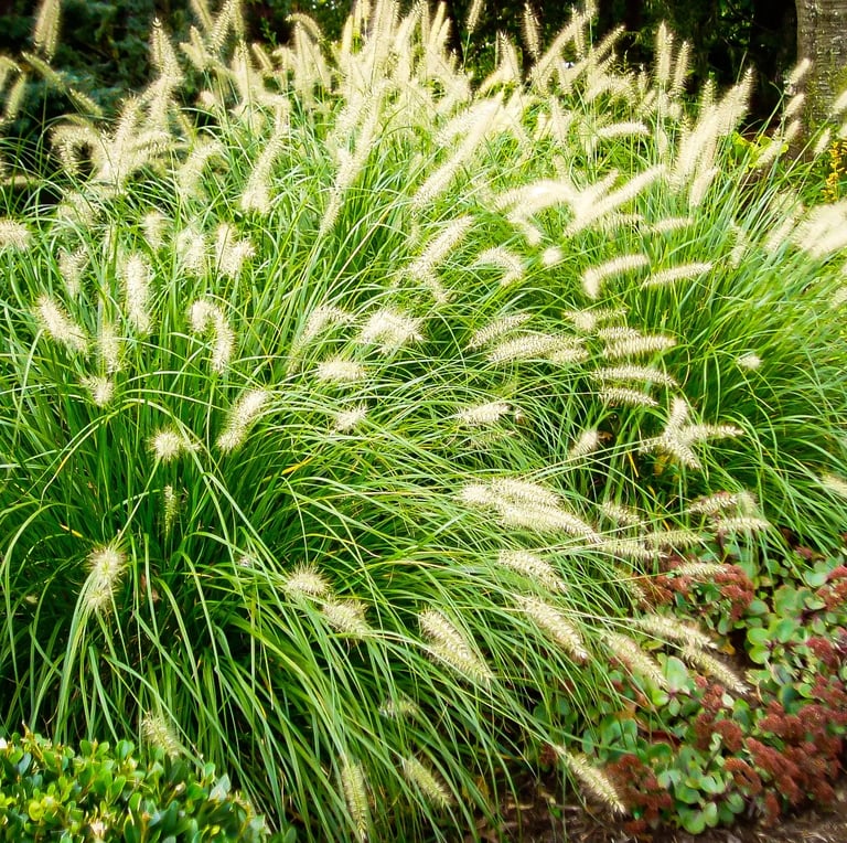 green and white Dwarf Fountain Grass