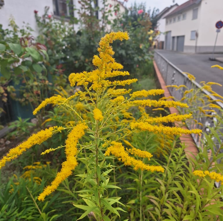 multiple yellow Goldenrod flowering stems