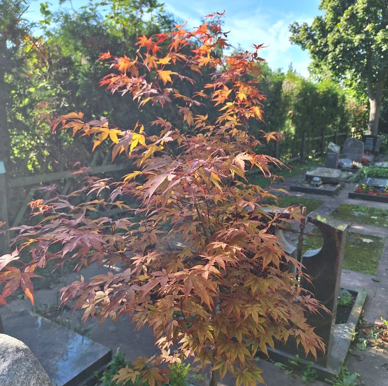 one small Japanese Marple with red leaves