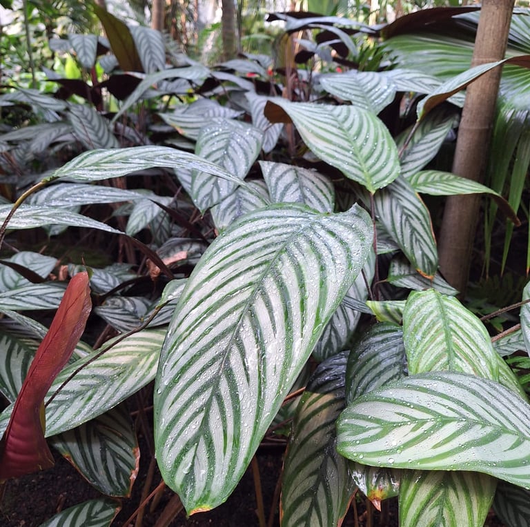 gorgeous green Caladium leaves with white lines on them