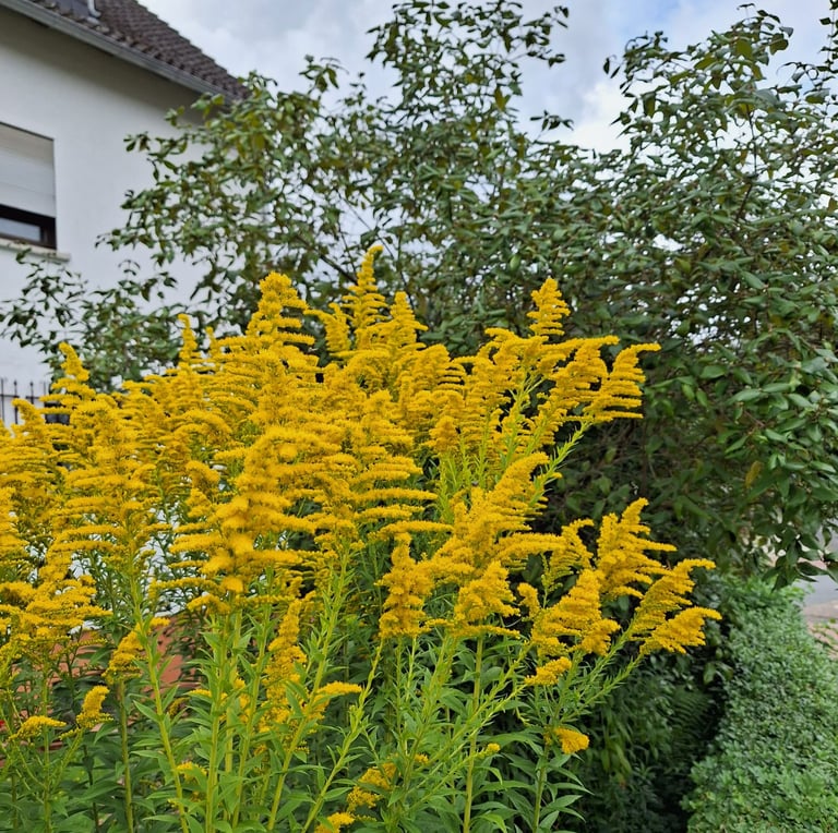 a lot of stems with tiny yellow blooms called Golden Rod