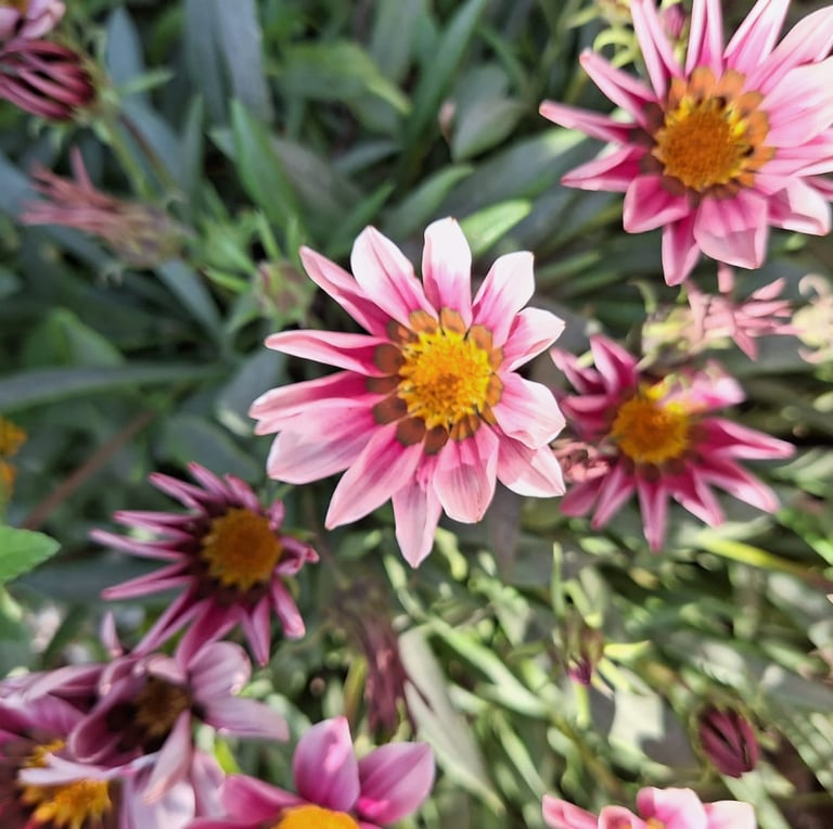 some pink Gazania annuals for full sun