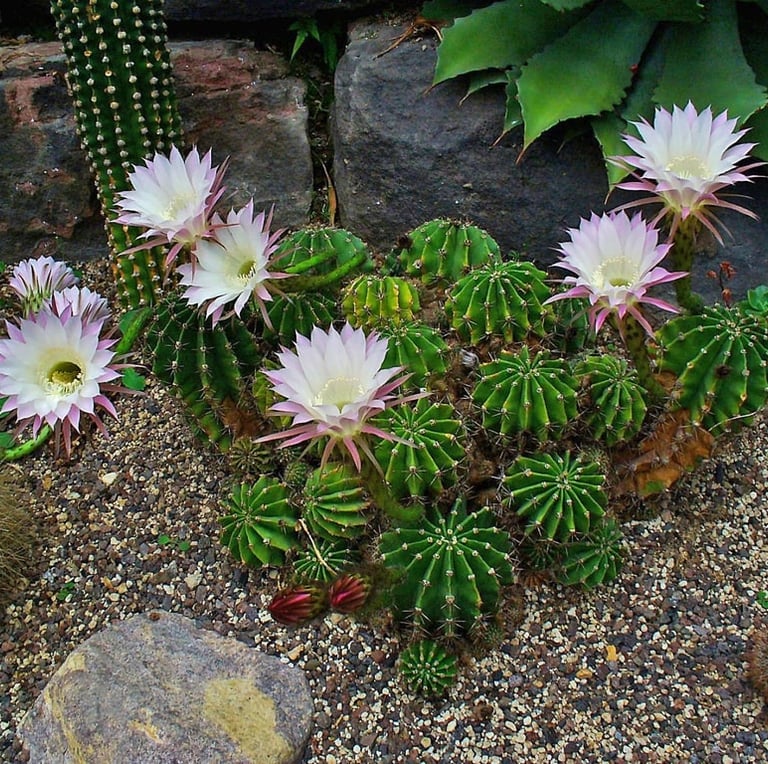 a lot of small cacti with white flowers