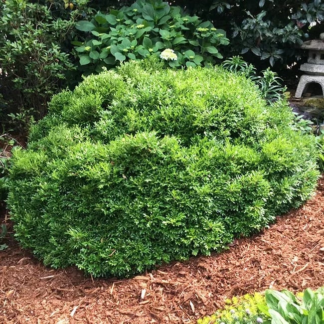 a green Korean Boxwood hedge with small leaves