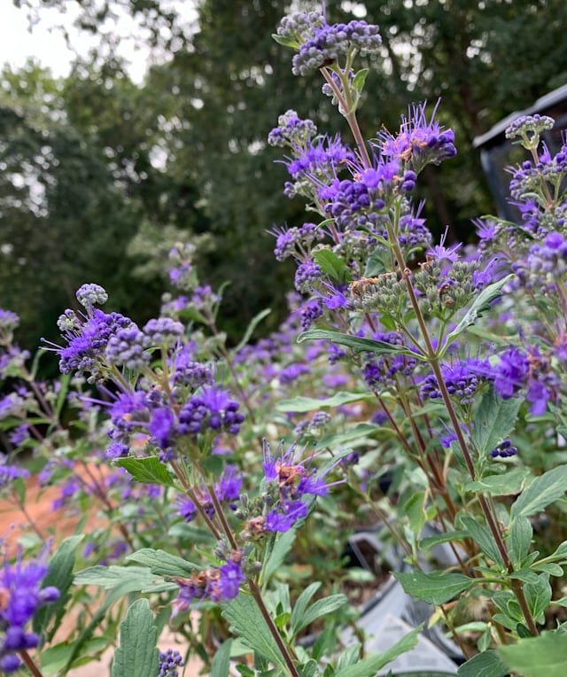 multiple Blueberard flowers blooming on the bushes steams