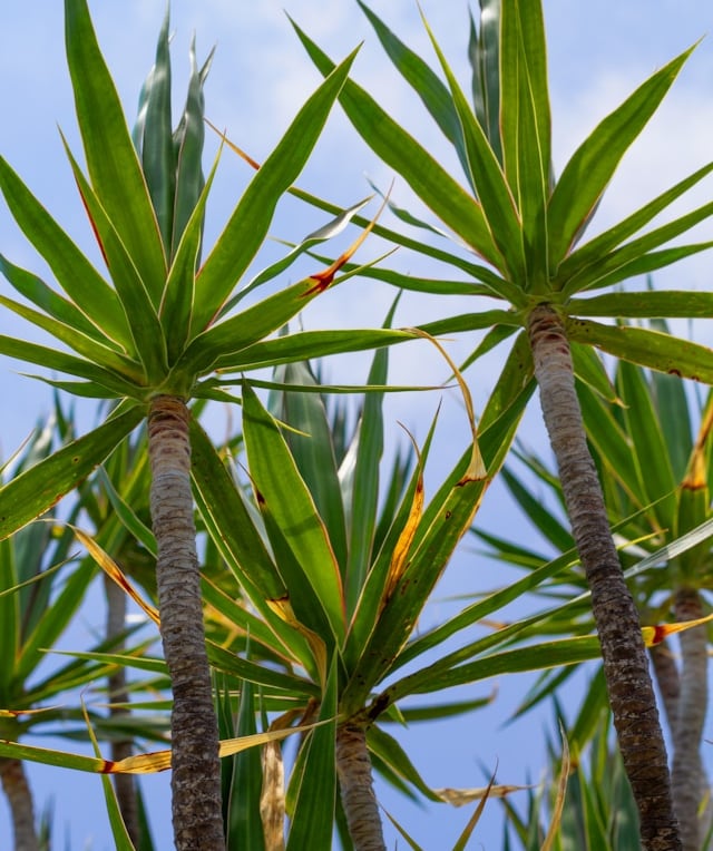 two tall Dracaena plants with long leaves