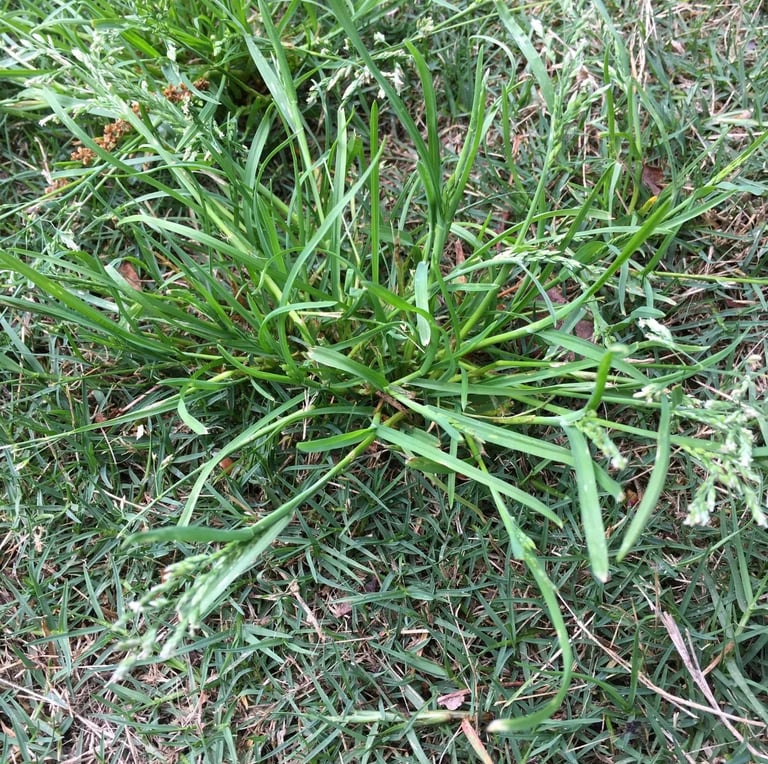 a grassy space with Goosegrass in the middle