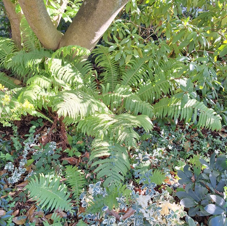 multiple green Fern stems with a bunch of tiny leaves