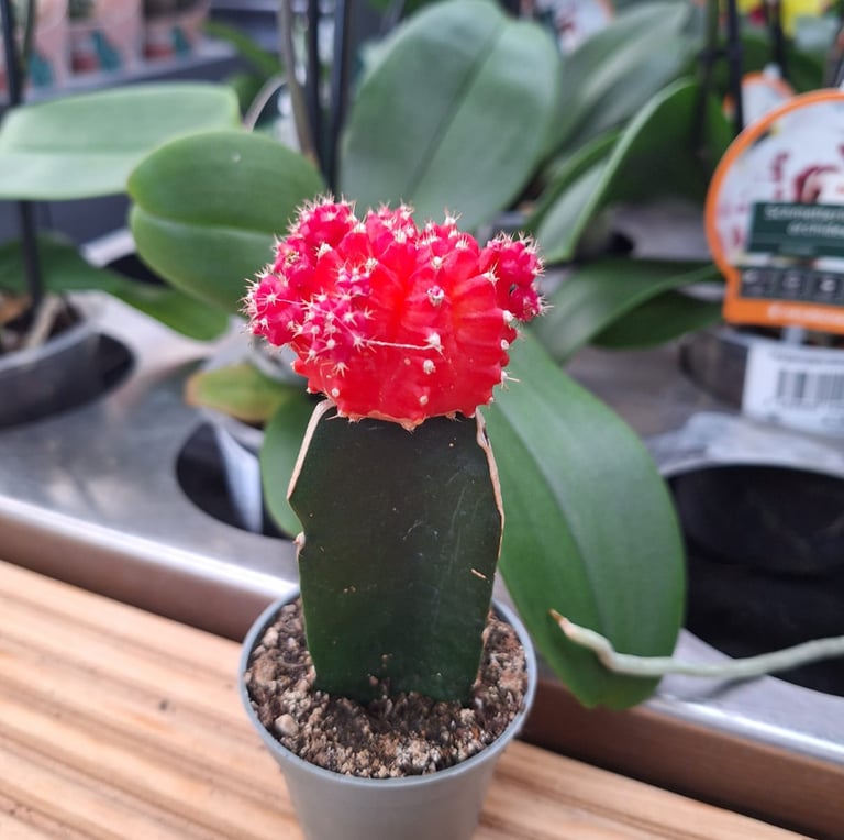 one indoor Moon Cactus with a red top