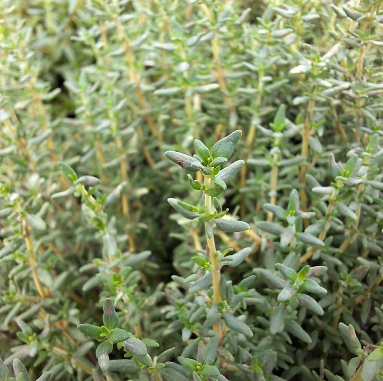 Thyme herb stems with small leaves