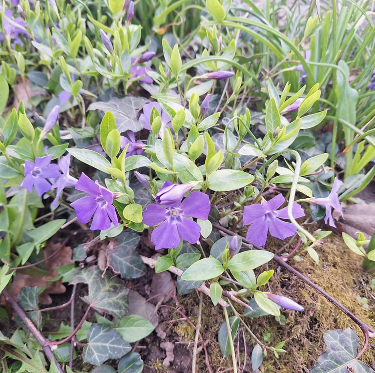 a Vinca shade plant woth purple flowers