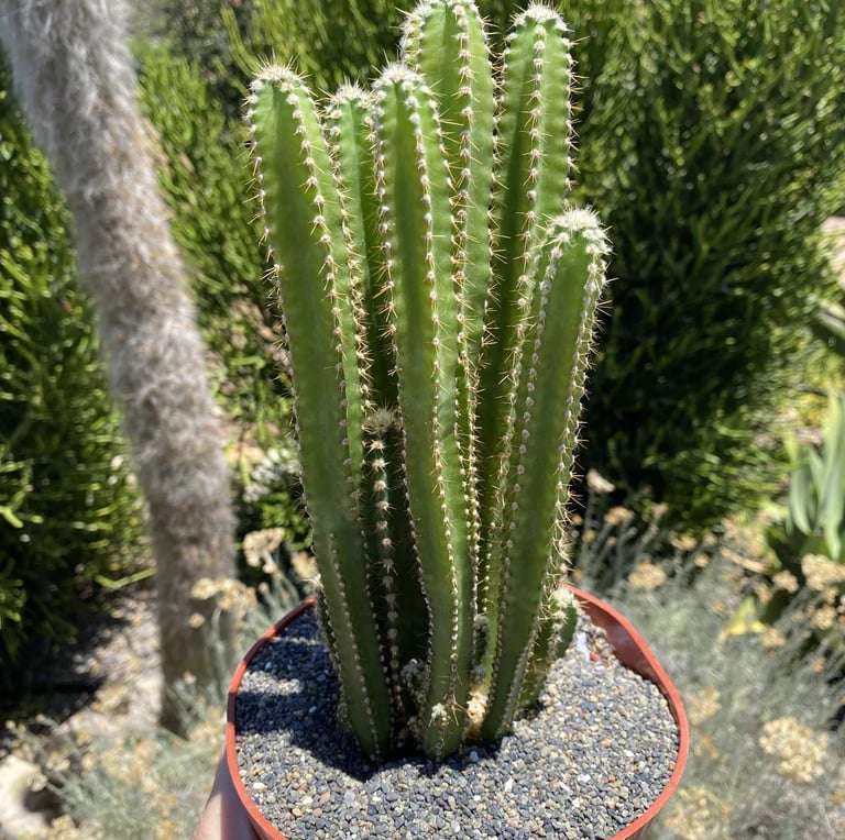 a cactus plant in a pot around outside vegetation