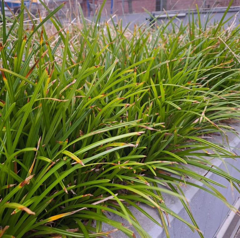multiple long and green Spider Plant leaves growing together