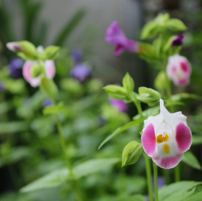 a single Torenia flower in shade