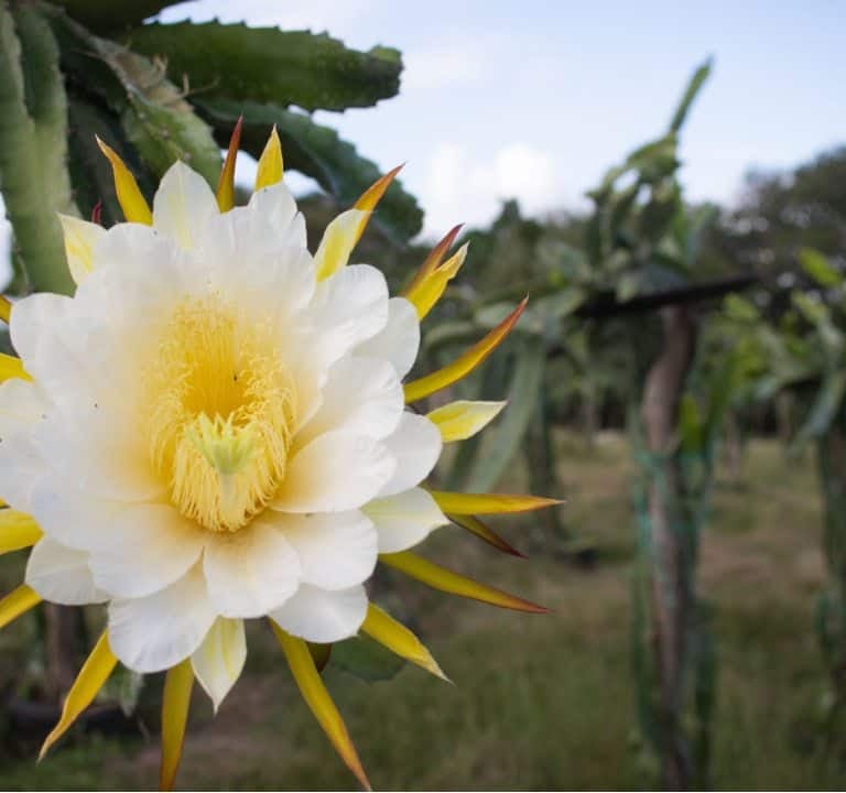 a white and yellow dragonfruit flower