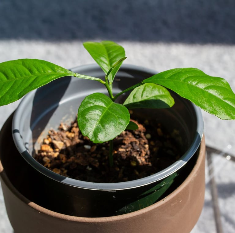 one small Lemon plant seedling with a few leaves