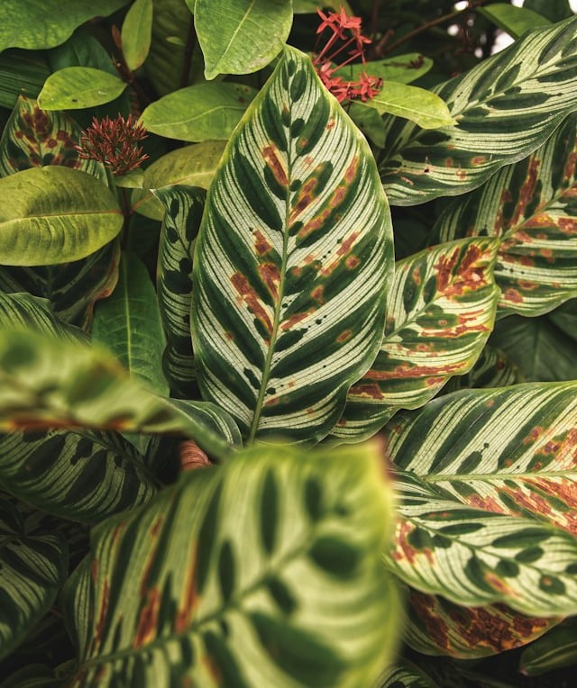 a bush with big green leaves that is dying because of diseases