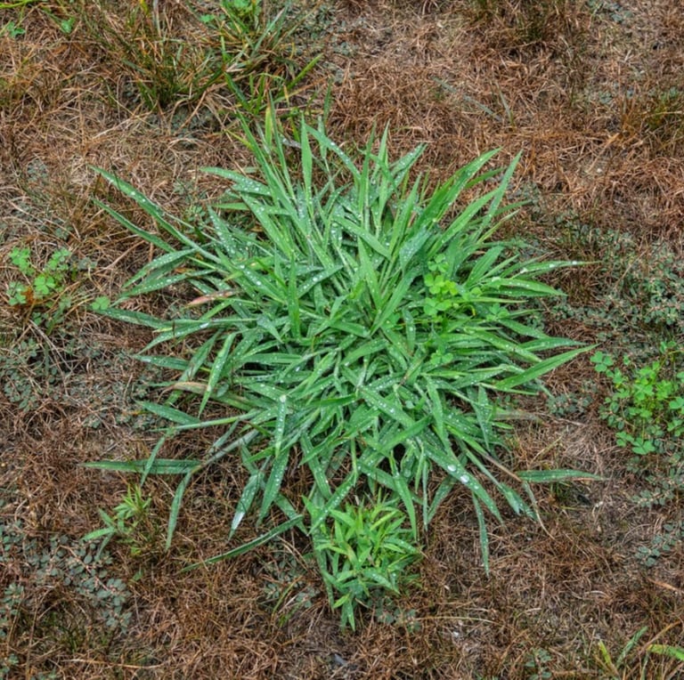 bright green ling Crabgrass leaves growing on the ground