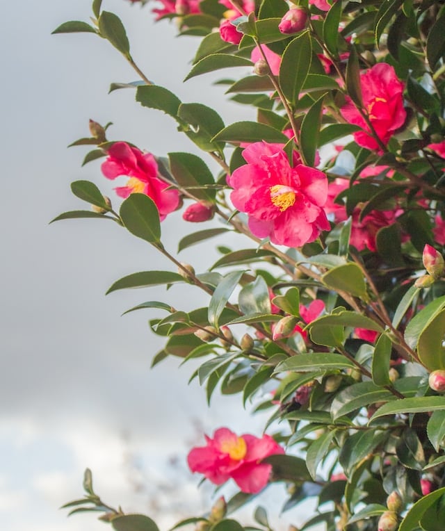 a Camellia Bush with red blooms and multiple green leaves