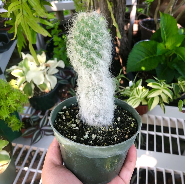 one Old Man Cactus with other indoor plants