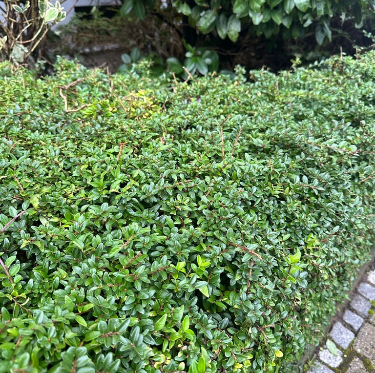 a tiny dwarf boxwood hedge with small green leaves