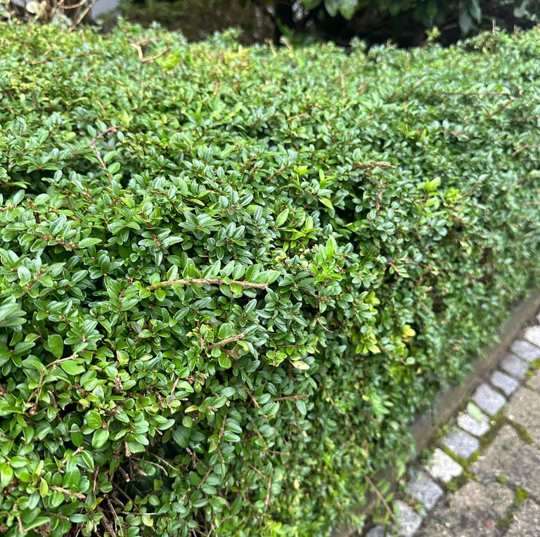 a low maintenance Boxwood hedge with tiny leaves