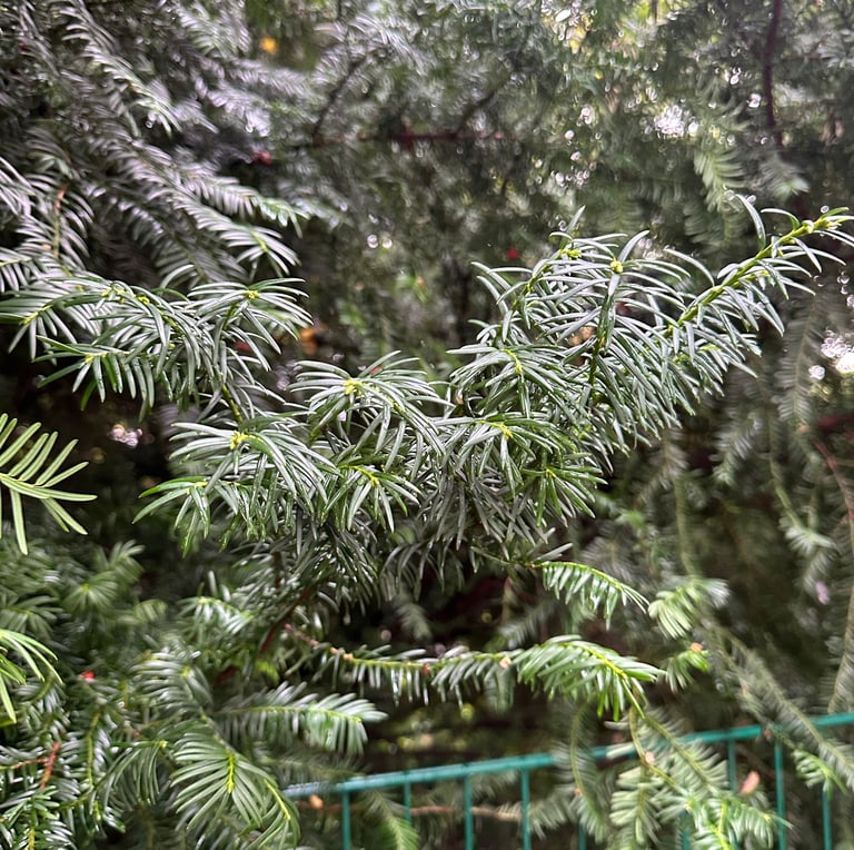 bushy English Yew evergreen plant stems