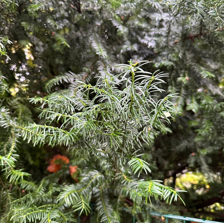 a green English Yew tree branch in a forest