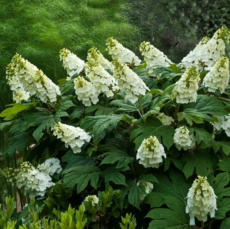 multiple white flowers on the Oakleaf Hydrangea bush