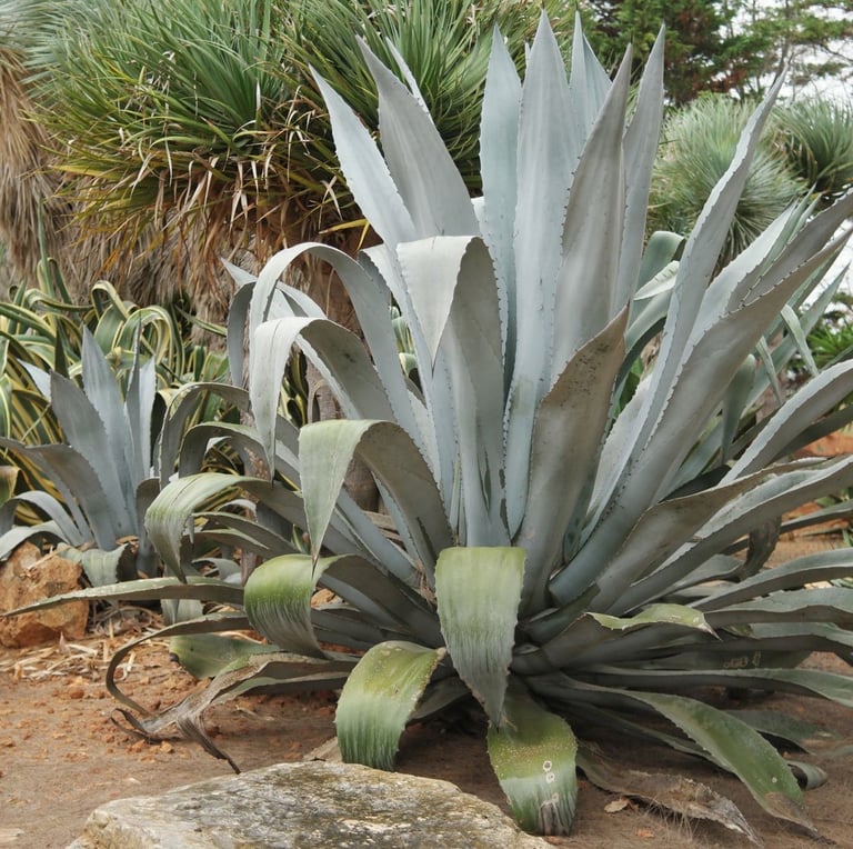 an outdoor Agave Americana with large leaves
