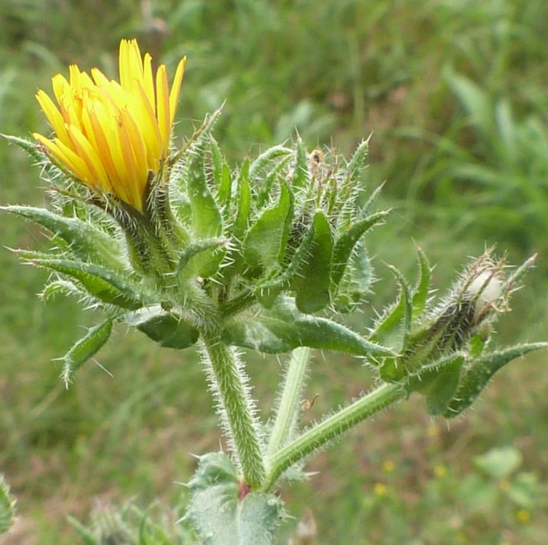 a green weed in a grassy place