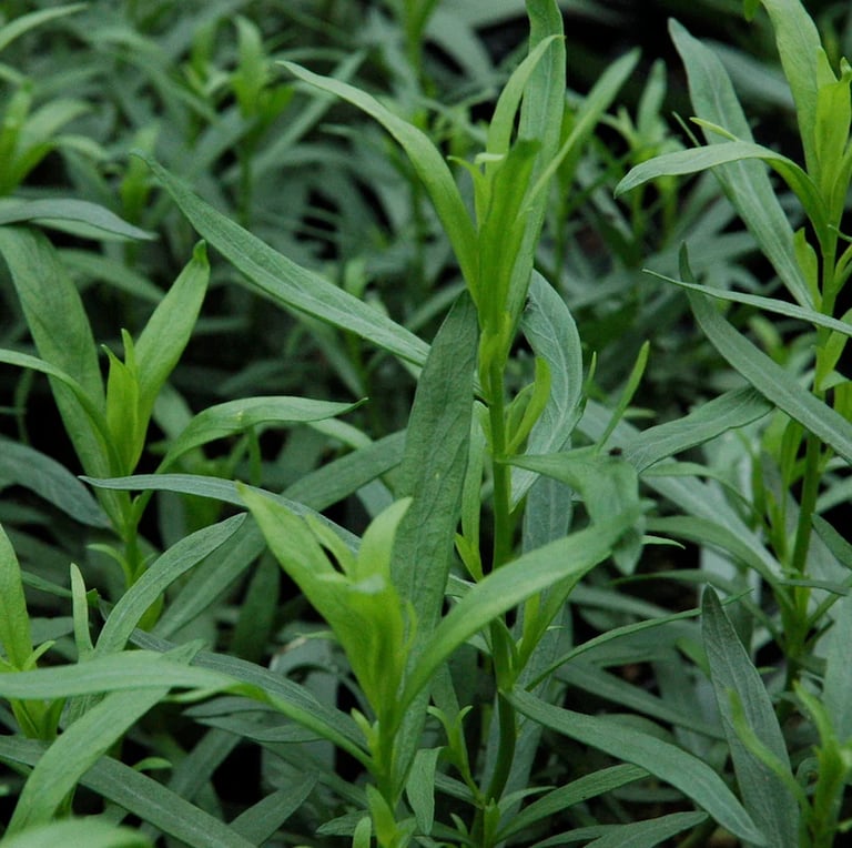 a bunch of dark green Tarragon herb leaves