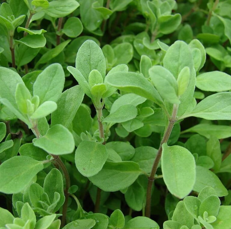 a lot of round green herb leaves
