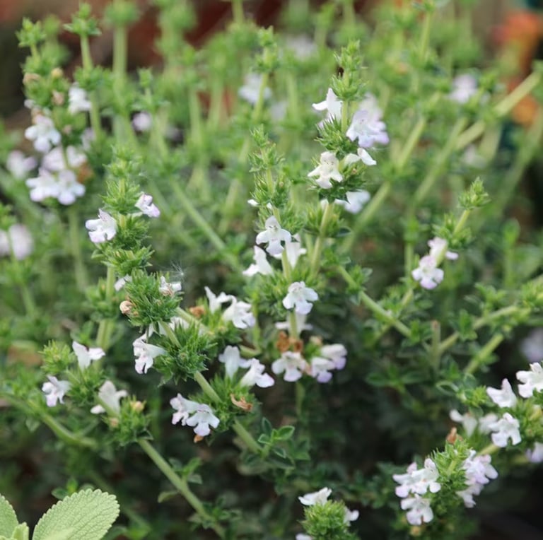 an evergreen Winter Savory bush with white flowers